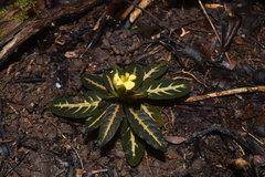 Aphelandra goodspeedii