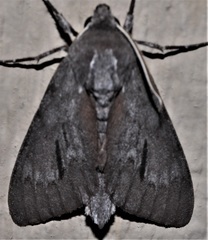 Lapara coniferarum