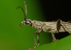 Navomorpha sulcata