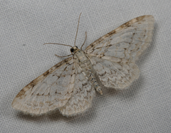 Eupithecia cretaceata