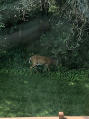 Odocoileus virginianus
