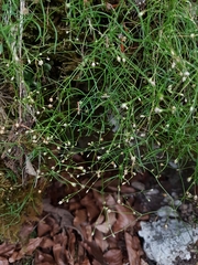 Moehringia muscosa