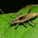 Navomorpha sulcata - Photo (c) Steve Kerr, μερικά δικαιώματα διατηρούνται (CC BY), uploaded by Steve Kerr