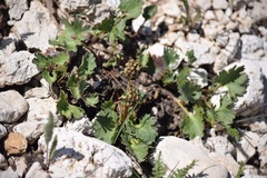 Veronica utahensis