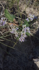 Limonium limbatum