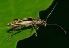 Navomorpha sulcata
