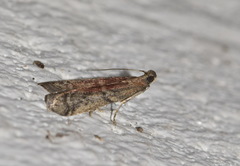 Ephestia elutella