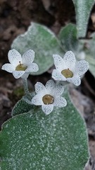 Primula albenensis