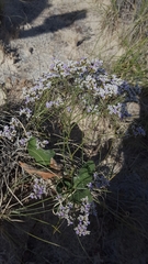 Limonium limbatum