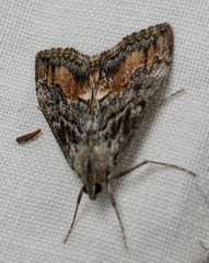 Evergestis subterminalis