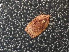 Homona mermerodes