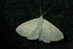 Scopula caricaria