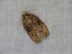 Homona mermerodes