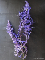 Plectranthus elegans
