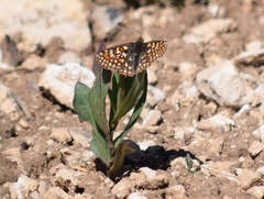 Euphydryas anicia maria