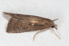 Thopeutis forbesellus