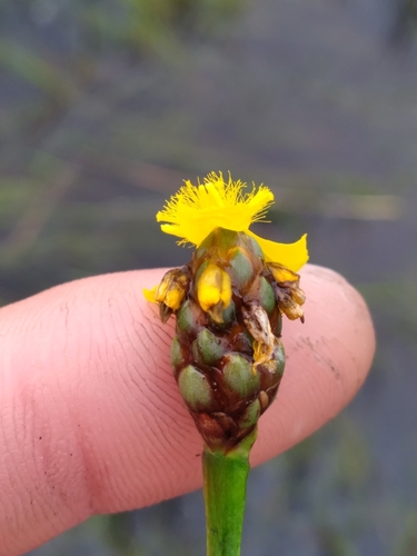 Image of Xyris smalliana by (c) Scott Ward, some rights reserved (CC BY)