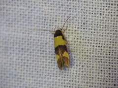 Stathmopoda mimantha