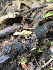 Loweomyces fractipes