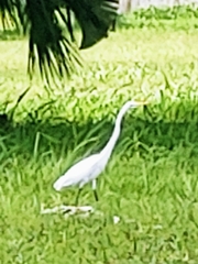 Ardea alba