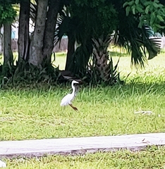 Ardea alba