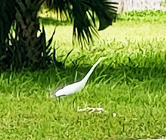 Ardea alba