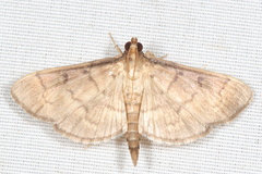Herpetogramma theseusalis