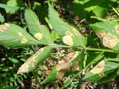 Gracillaria syringella