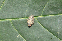 Euscelis incisus