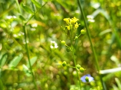 Neslia paniculata