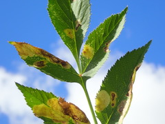 Gracillaria syringella