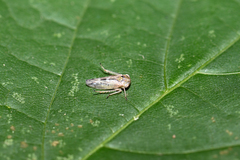 Idiocerus herrichii