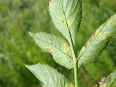 Gracillaria syringella
