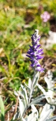 Veronica hololeuca
