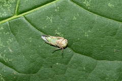 Idiocerus herrichii