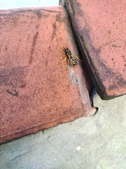 Polistes