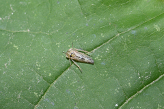 Idiocerus herrichii