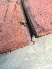 Polistes