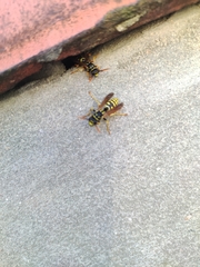Polistes