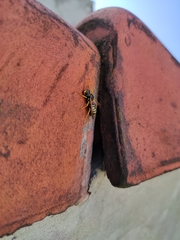 Polistes