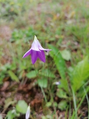 Campanula patula
