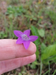 Campanula patula