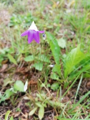 Campanula patula