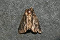 Dypterygiini