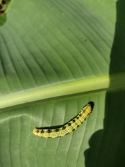 Phoebis philea