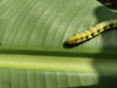 Phoebis philea