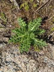 Cirsium edule