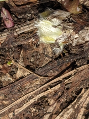 Pulsatilla occidentalis