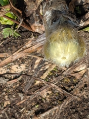 Pulsatilla occidentalis