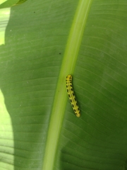 Phoebis philea